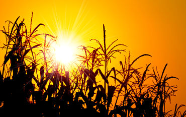 Ida Grove, Iowa wheat field and the sun shining behind it